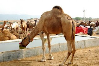 Seekor unta minum air di palung, mengingatkan maksud hari Tarwiyah sebagai hari menyediakan bekalan air